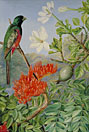 Two Flowering Shrubs of Natal and a Trogon