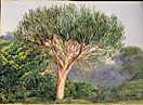 A Tree Euphorbia, Natal