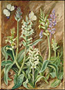Lachenalias and Butterflies, South Africa