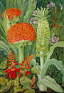 Haemanthus and other South African Flowers