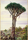 Dragon Tree at San Juan de Rambla, Teneriffe