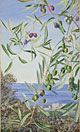 Study of Olives, painted in Italy