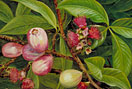 Foliage, Fruit, and Flowers of a Rose-apple, Java