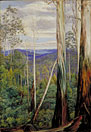 Blue Gum Trees, Silver Wattle, and Sassafrason the Huon Road, Tasmania