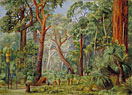 Scene in a West Australian Forest