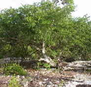 Acacia anegadensis on Anegada