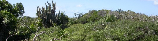 Vegetation on Anegada