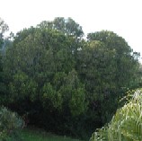 Bermuda olivewood is endemic to the archipelago