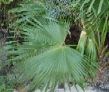 The invasive fan palm