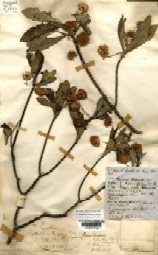Specimen of Commidendron robustum from St Helena, collected in 1807 