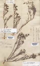 Herbarium sheet (type specimen) of Limonium bahamense