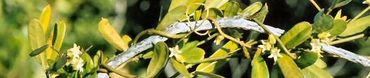 Wirewist: Metastelma anegadense (Apocynaceae: Asclepiadoideae), endemic to Anegada, British Virgin Islands