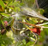 Feathery seeds of Metastelma anegadense