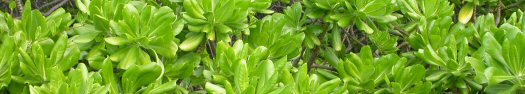 Scaevola sericea - an invasive plant on Anegada