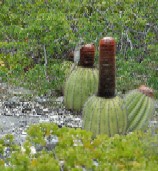 Turks head cactus -Melocactus intortus