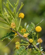 Acacia acuifera flowers