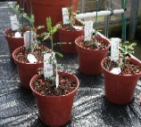 Seedlings of Acacia acuifera in a nursery at Kew
