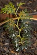 Acacia seedling in cultivation at Kew