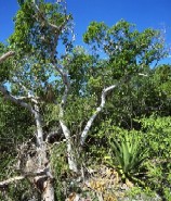 Caribbean dry forest on Anegada