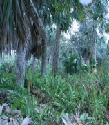 Bermuda fan palm at Paget Marsh