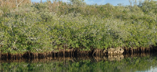 Mangroves grow around parts of Bermuda's coast