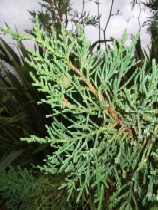 Foliage of Juniperus bermudiana