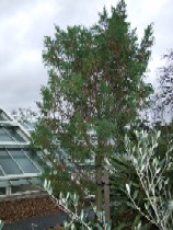 Juniperus bermudiana near the Princess of Wales Conservatory