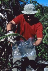 Collecting Leptocereus quadricostatus on Anegada