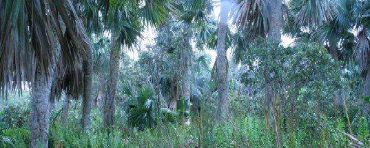 Palm habitat