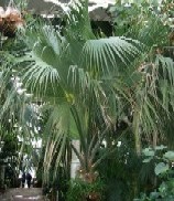 Sabal bermudiana growing in the Palm House