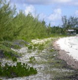 Casuarina equisetifolia encroaches on a beach in BVI