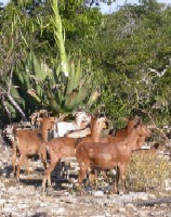 Goats browse voraciously on vegetation
