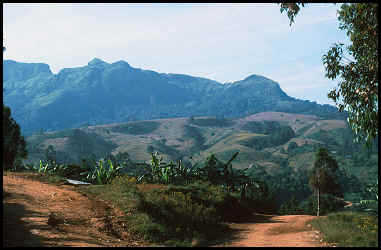 Bali-Ngemba Forest, as seen from the road to Bali in 2000.